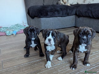 Boxer dogs Kc reg boxer pups for sale - Advert 3