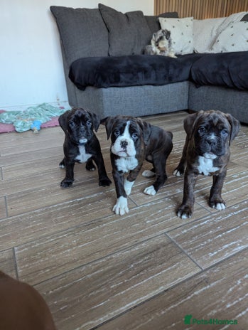 Boxer dogs Kc reg boxer pups for sale - Advert 1
