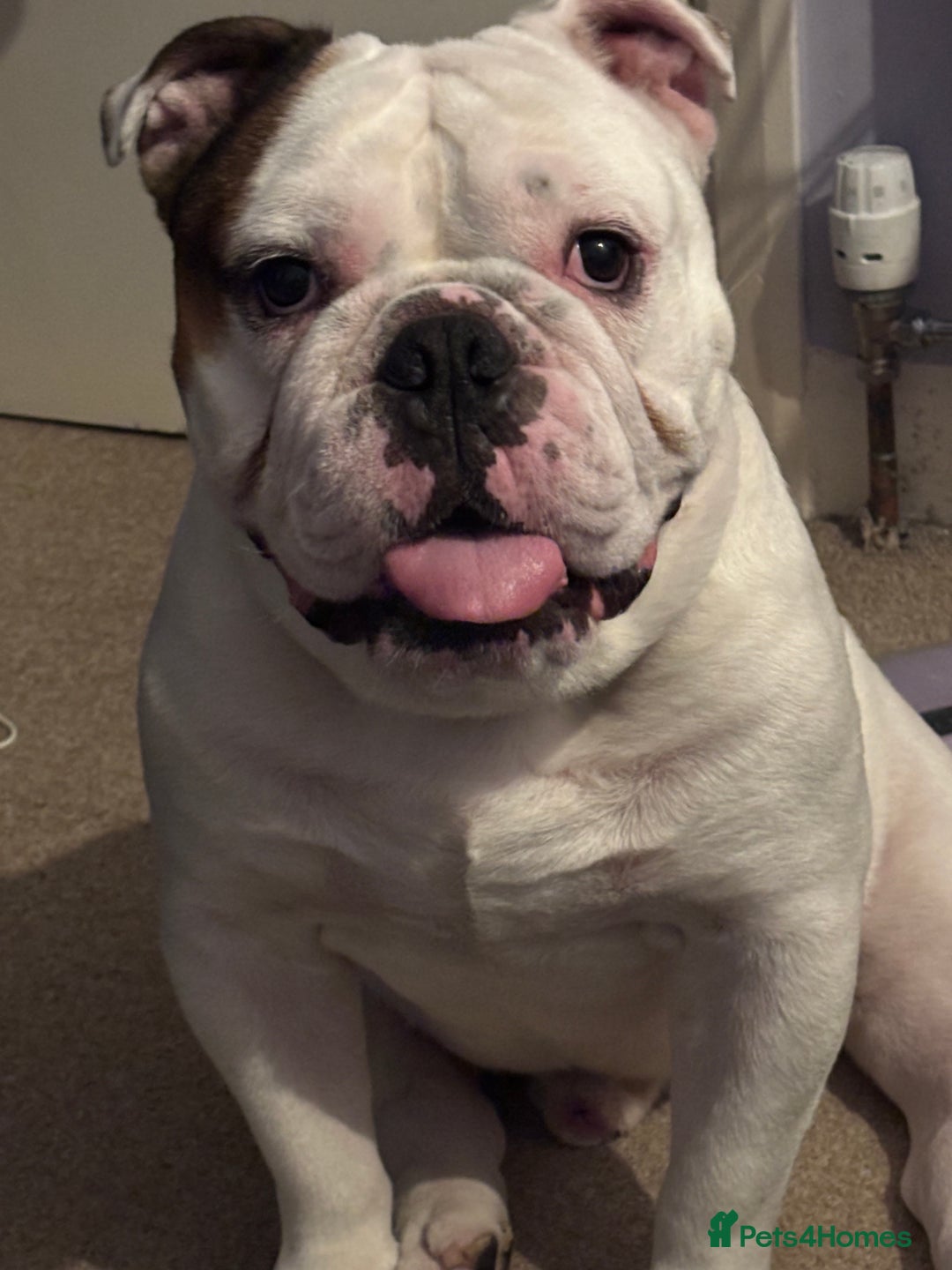 Old Tyme Bulldog dogs for stud: Old Tyme English bulldog 4 stud - Image 2