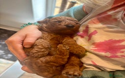 Cockapoo dogs for sale: Stunning Fox Red F1B Cockapoos Outstanding Quality - Image 9