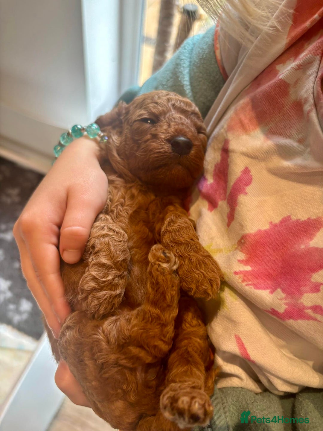 Cockapoo dogs for sale: Stunning Fox Red F1B Cockapoos Outstanding Quality - Image 9
