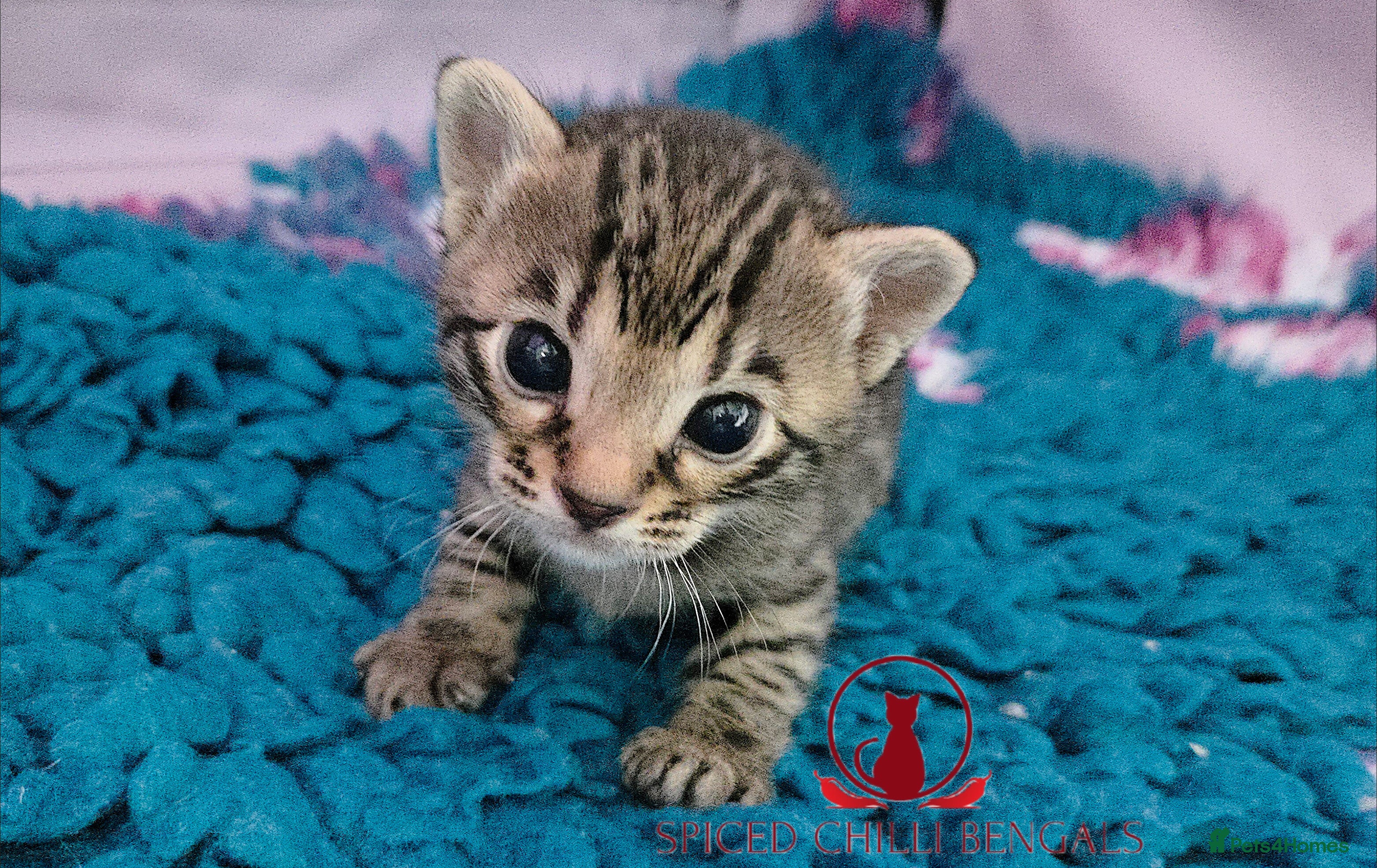 Bengal cats 🌟6 x CHAMPION BENGALS KITTENS🌟 - Advert 3