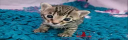Bengal cats for sale: 🌟6 x CHAMPION BENGALS KITTENS🌟 - Advert 9