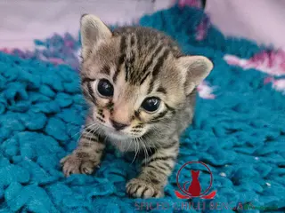 Bengal cats 🌟6 x CHAMPION BENGALS KITTENS🌟 - Advert 3