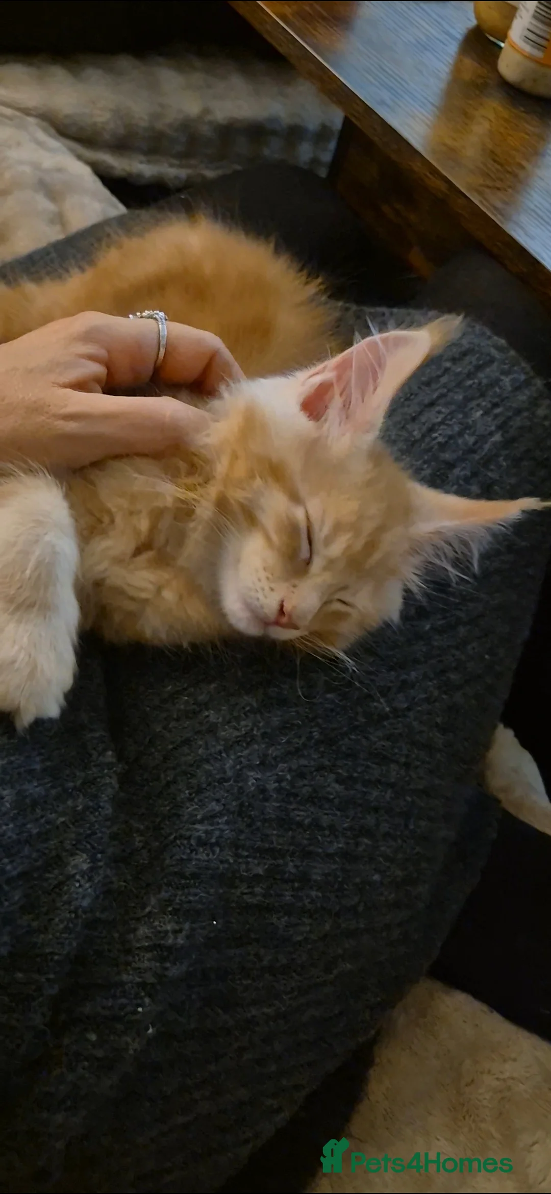 Maine Coon cats for sale: Beautiful Maine Coon boys . - Advert 36