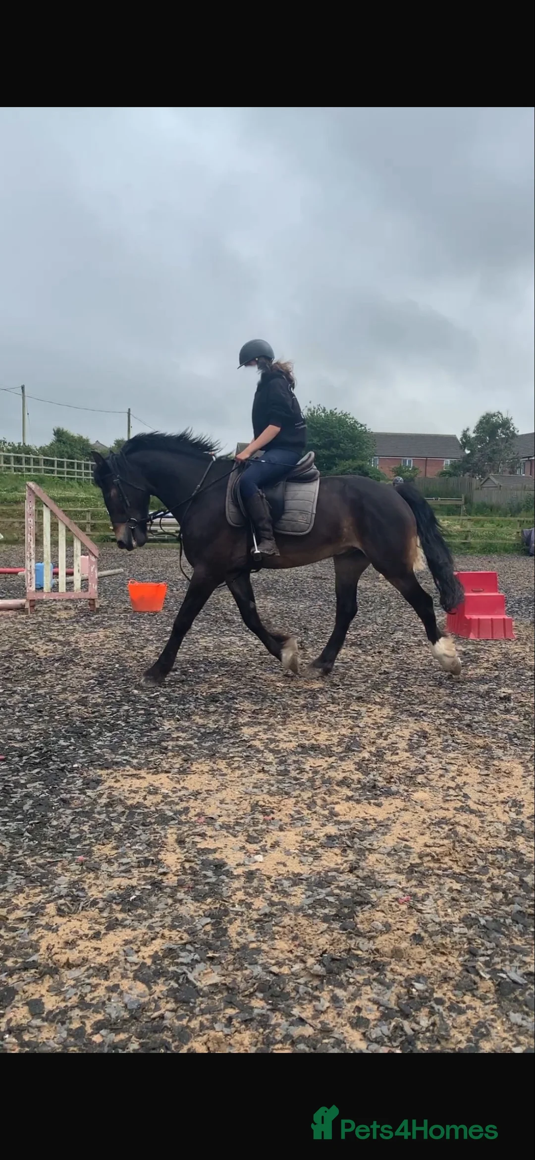 Other Breed horses for sale: 15.3h Bay gelding allrounder   - Advert 4