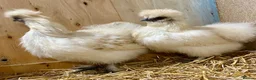 Chickens poultry for sale: Silkie  - Advert 17