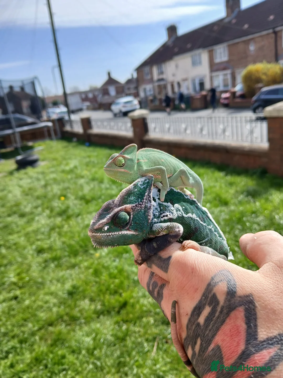 Chameleon reptiles for sale: Baby chameleons - Advert 2