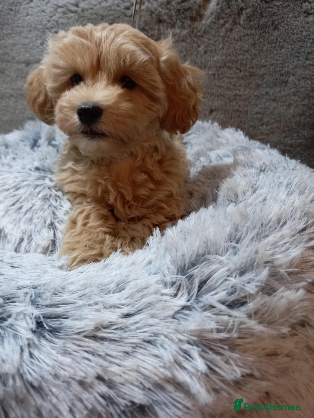 Maltipoo dogs for sale: Beautiful F1 Puppies for Sale! - Advert 9