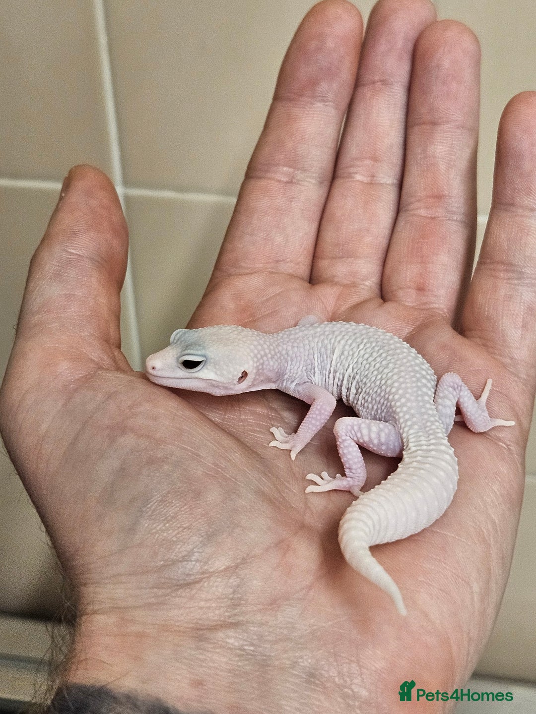 Leopard Gecko reptiles for sale: Home bred leopard geckos  - Image 11