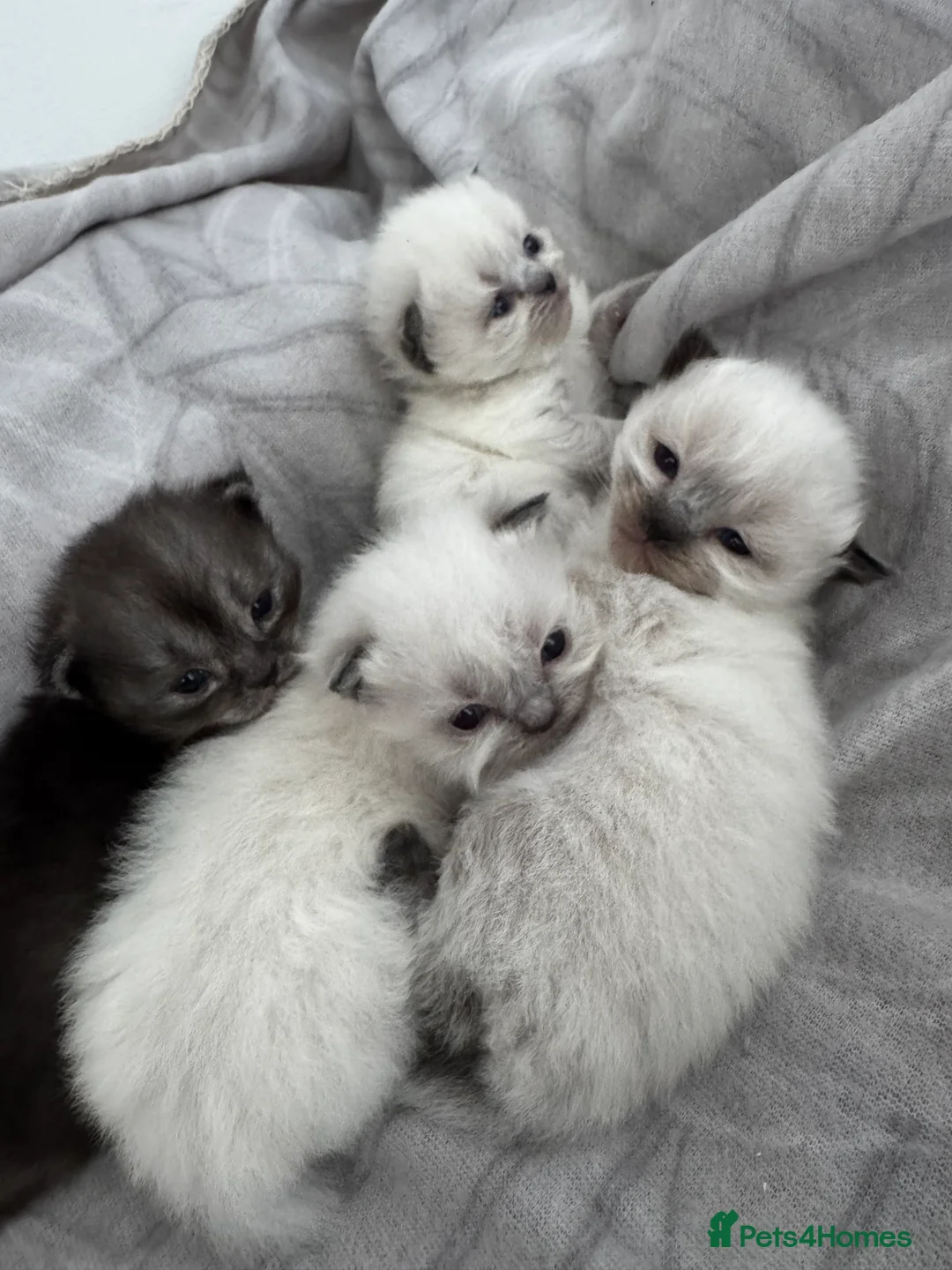 Maine Coon cats for sale: STUNNING 🤩 MAINE COON KITTENS  - Advert 2