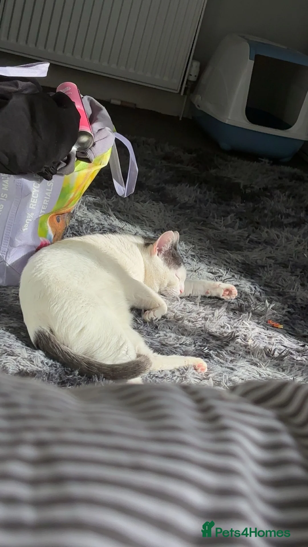 Mixed Breed cats for sale: Snowy £30 - Advert 3
