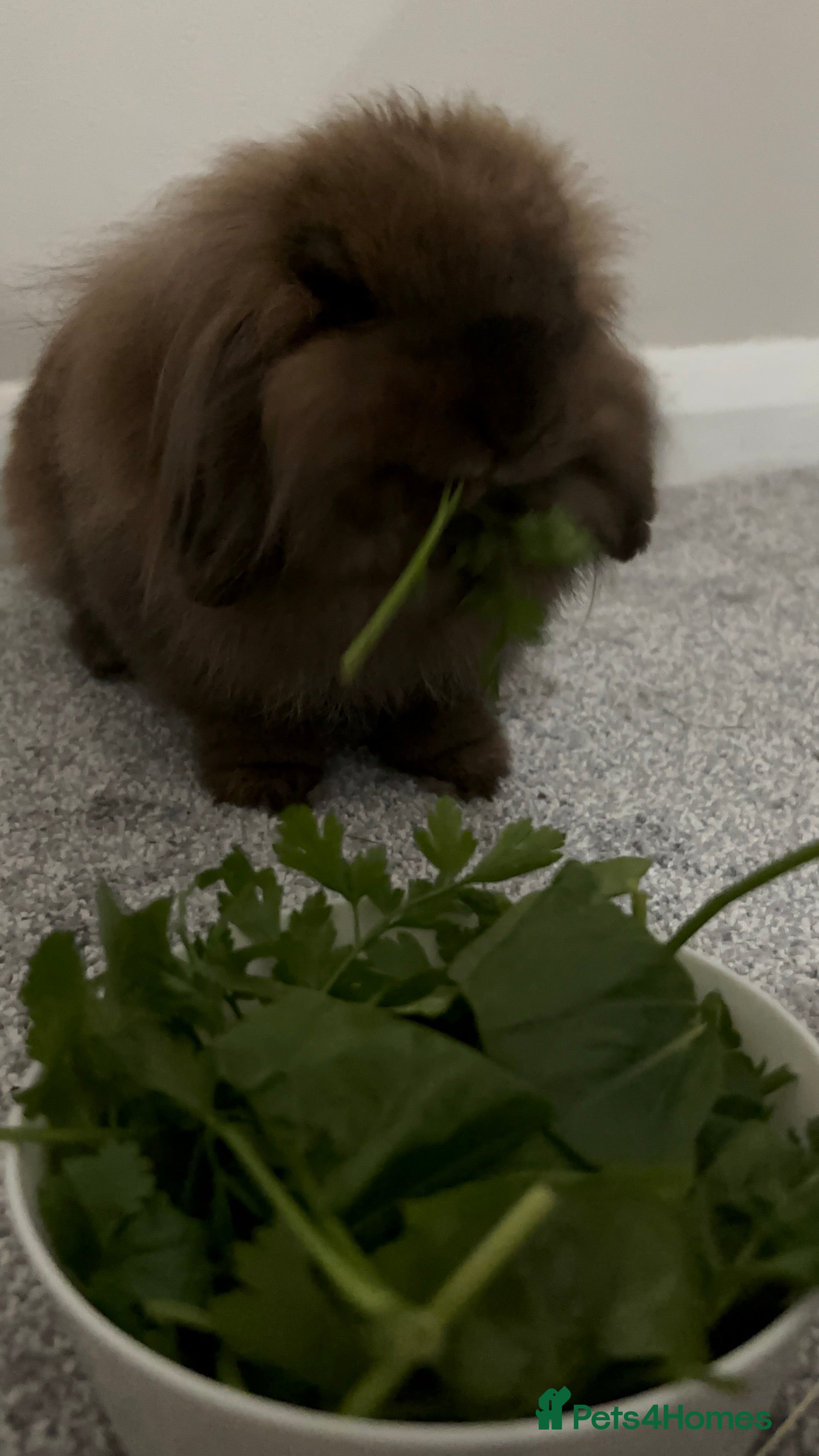 Lionhead rabbits PUMPKIN⭐️ - Advert 3