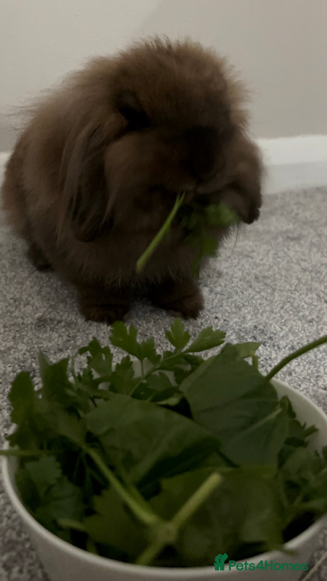 Lionhead rabbits for sale: PUMPKIN⭐️ - Advert 1