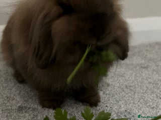 Lionhead rabbits PUMPKIN⭐️ - Advert 1