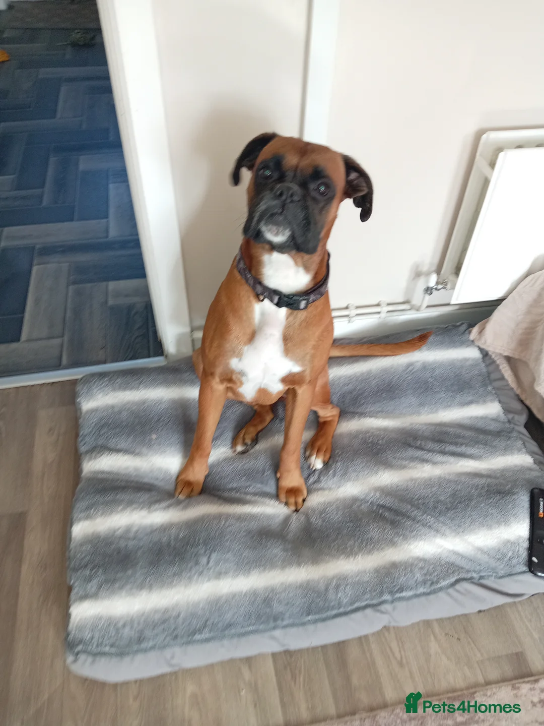 Boxer dogs for stud: Boxer for stud in Leigh - Advert 3