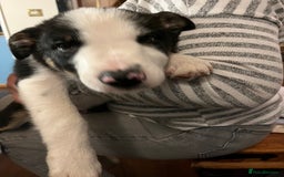 Border Collie dogs for sale: Collie x kelpie pups  - Image 7