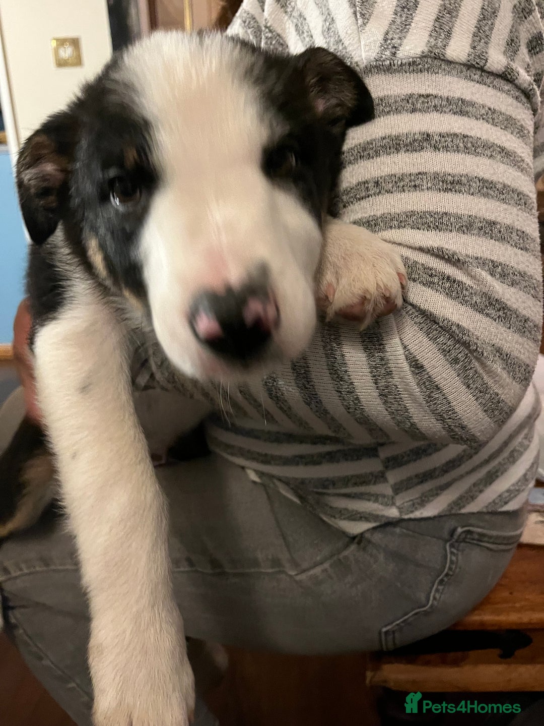 Border Collie dogs for sale: Collie x kelpie pups  - Image 7