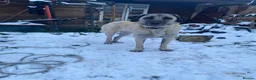 Turkish Kangal dogs for sale: 5 year old pure bread kangal for sale  in London - Advert 1