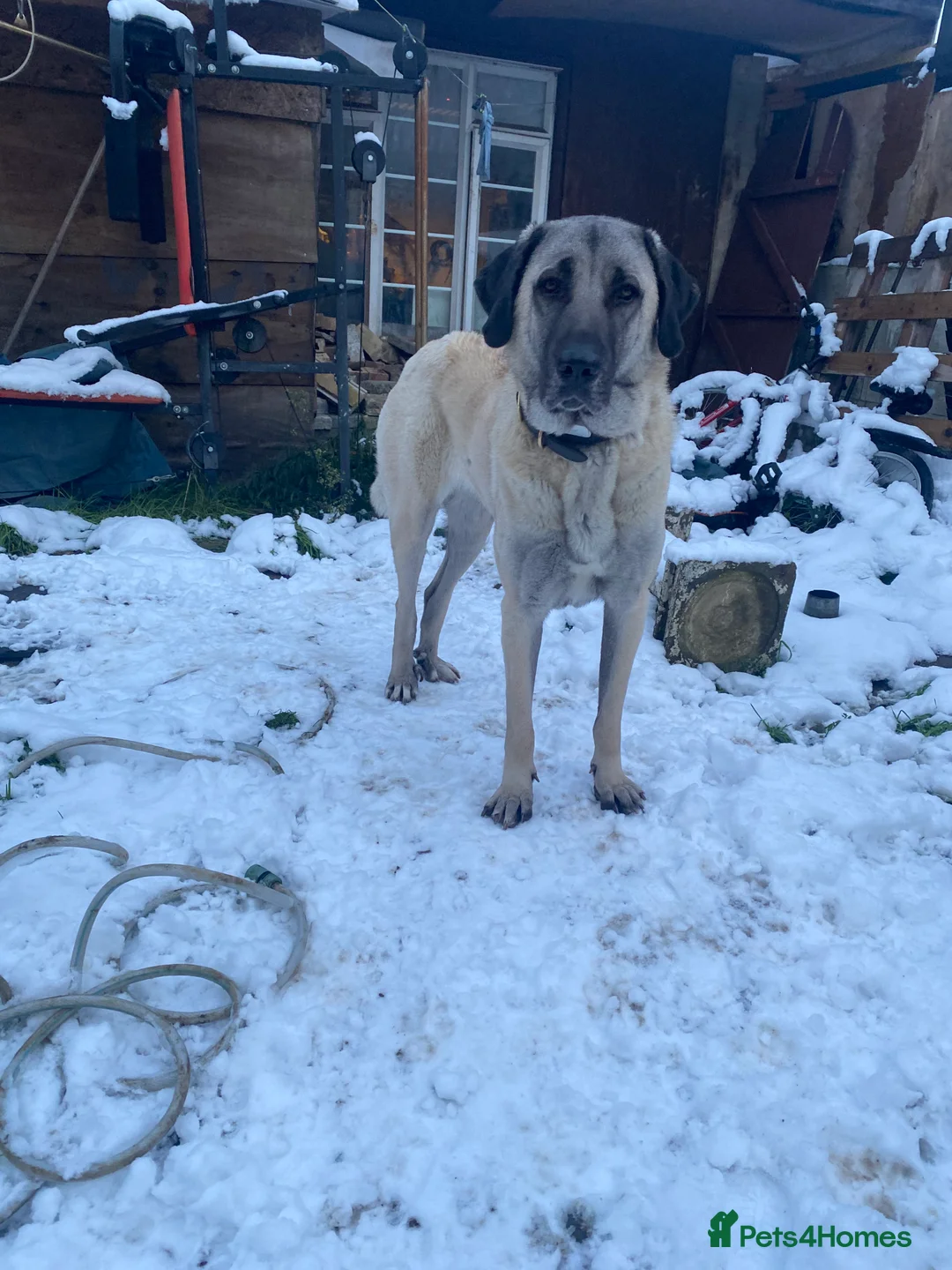 Turkish Kangal dogs for sale: 5 year old pure bread kangal for sale  in London - Advert 1