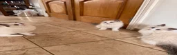 Ragdoll cats for sale: Bicolour ragdoll kittens and mum for sale - Advert 4