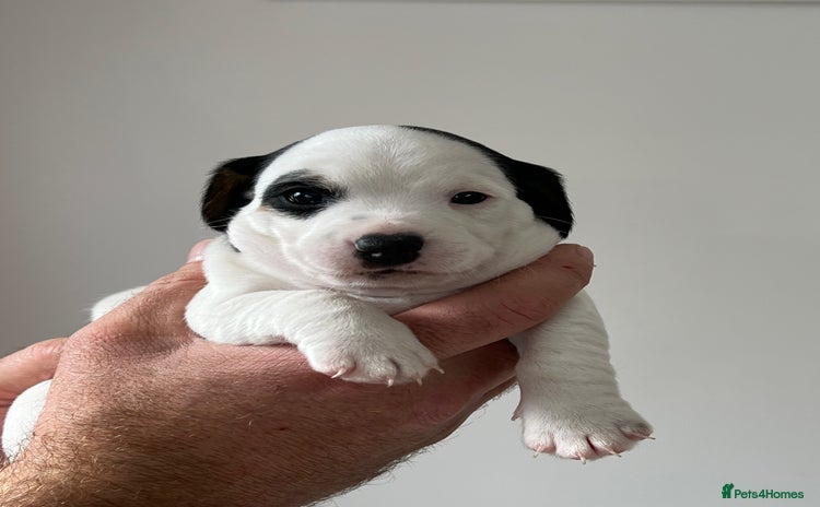 Jack Russell dogs - Advert 1