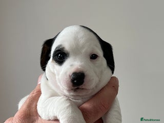 Jack Russell dogs - Advert 7