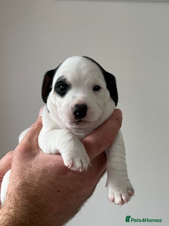 Jack Russell dogs - Advert 3