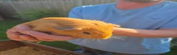 Guinea Pig rodents for sale: 3 boy guinea pigs for rehoming - Advert 3