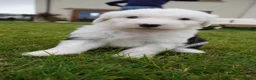 Old English Sheepdog dogs for sale: KC Registered Old English Sheepdog puppies - Advert 8