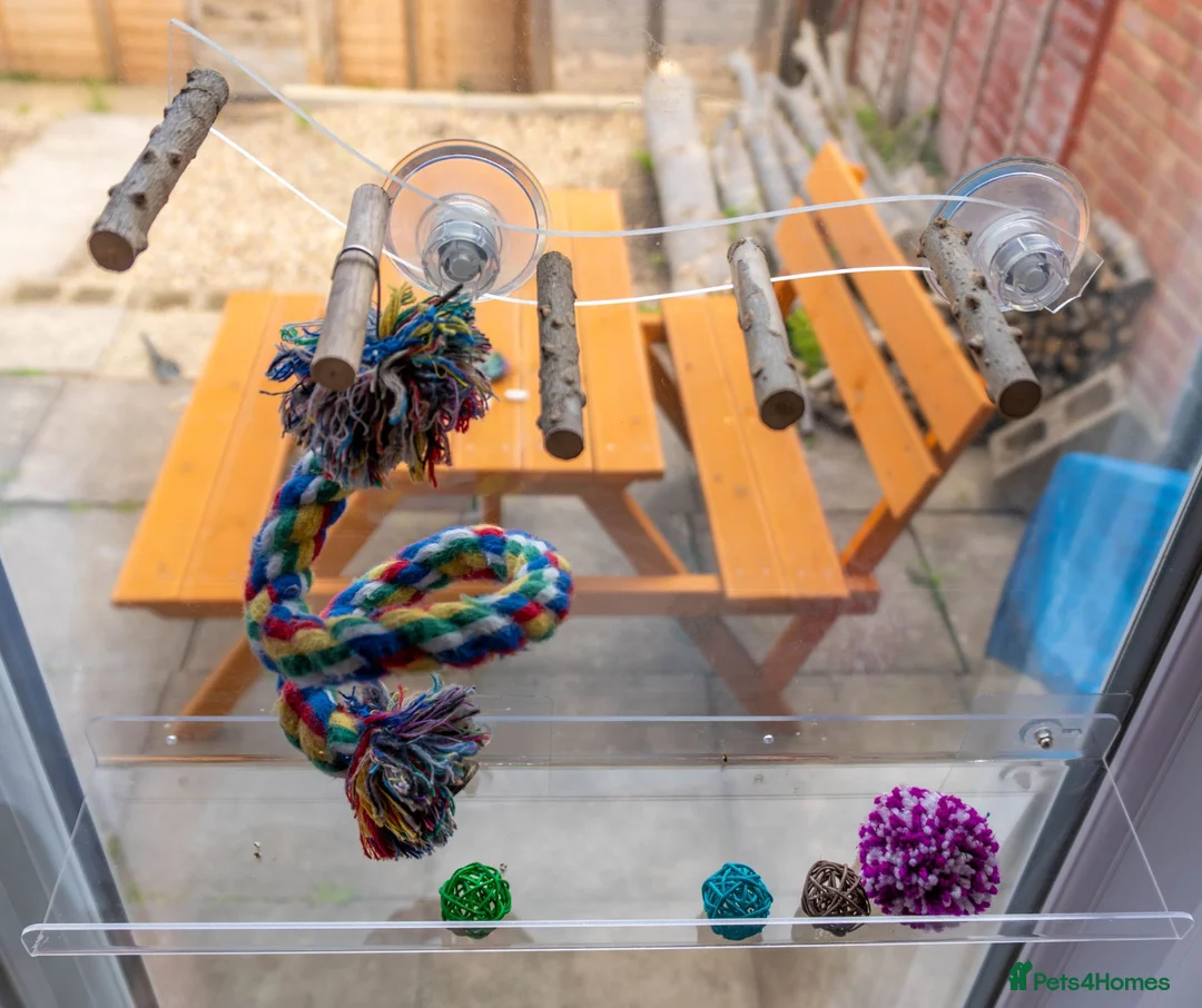 Budgerigars birds for sale: Budgies - Bobbie & Mango in Westbury - Advert 15