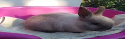 Netherland Dwarf rabbits for sale: Pretty Female and Male Netherland Dwarf Babies - Advert 5