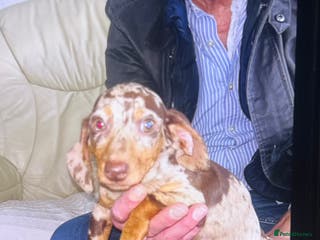 Dachshund dogs Beautiful litter of miniature dachshund - Advert 2