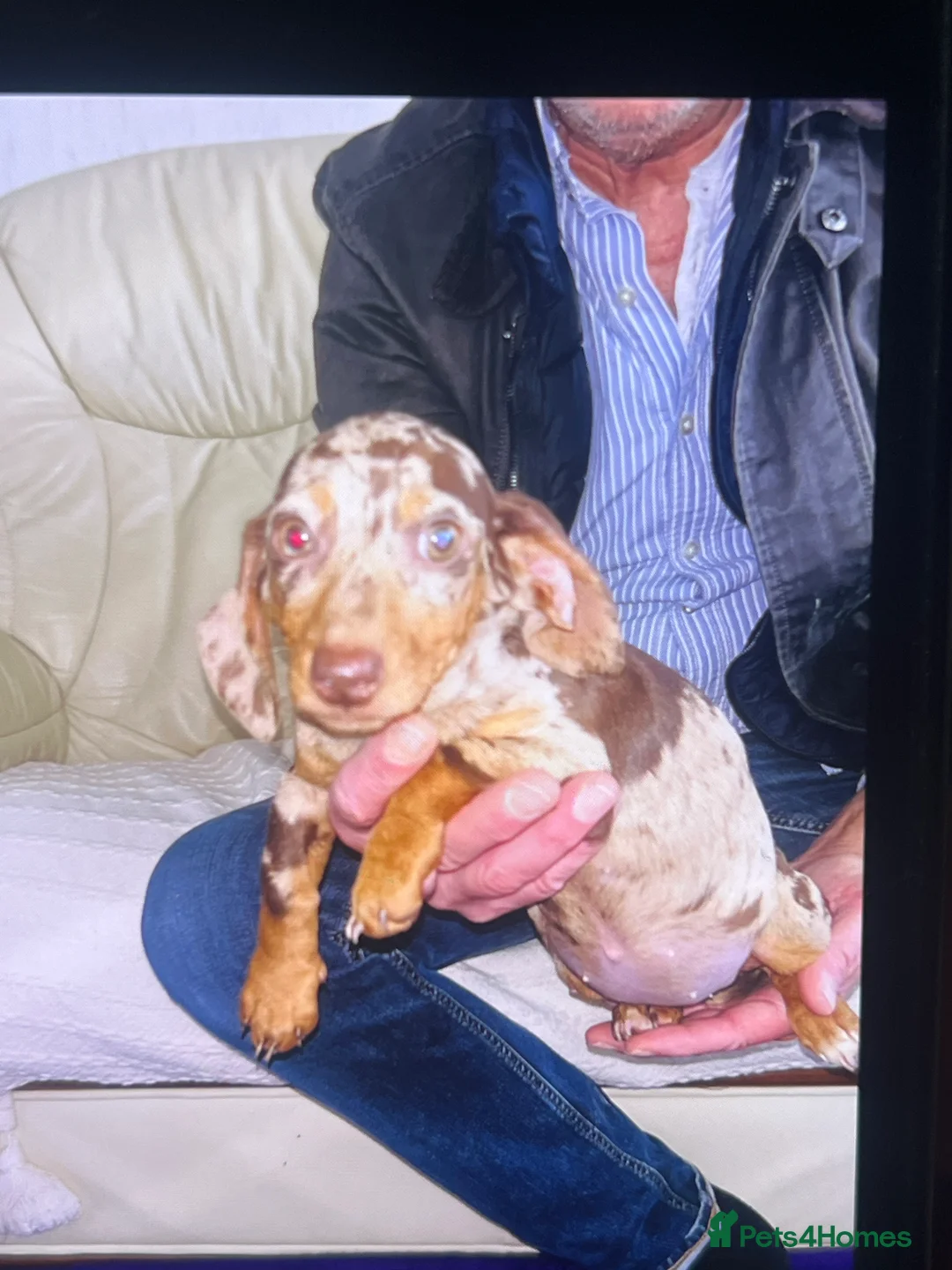 Dachshund dogs for sale: Beautiful litter of miniature dachshund  - Advert 1