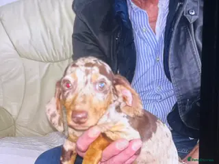 Dachshund dogs Beautiful litter of miniature dachshund - Advert 5