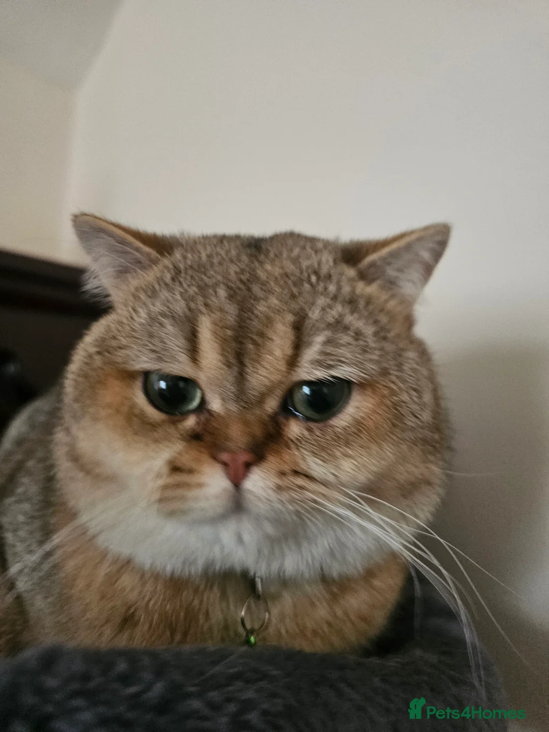 British Shorthair cats for sale: Blue, Feline - Advert 9