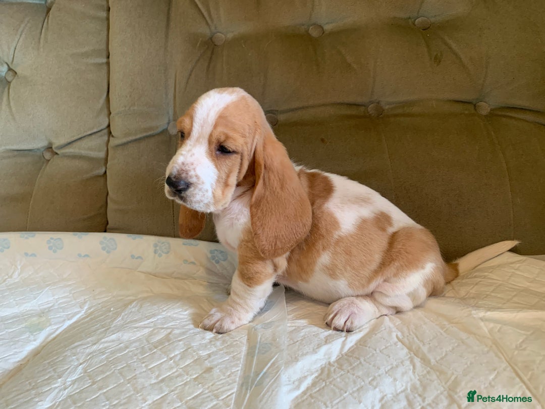 Basset Hound dogs for sale: Basset Hound Puppies - Image 6