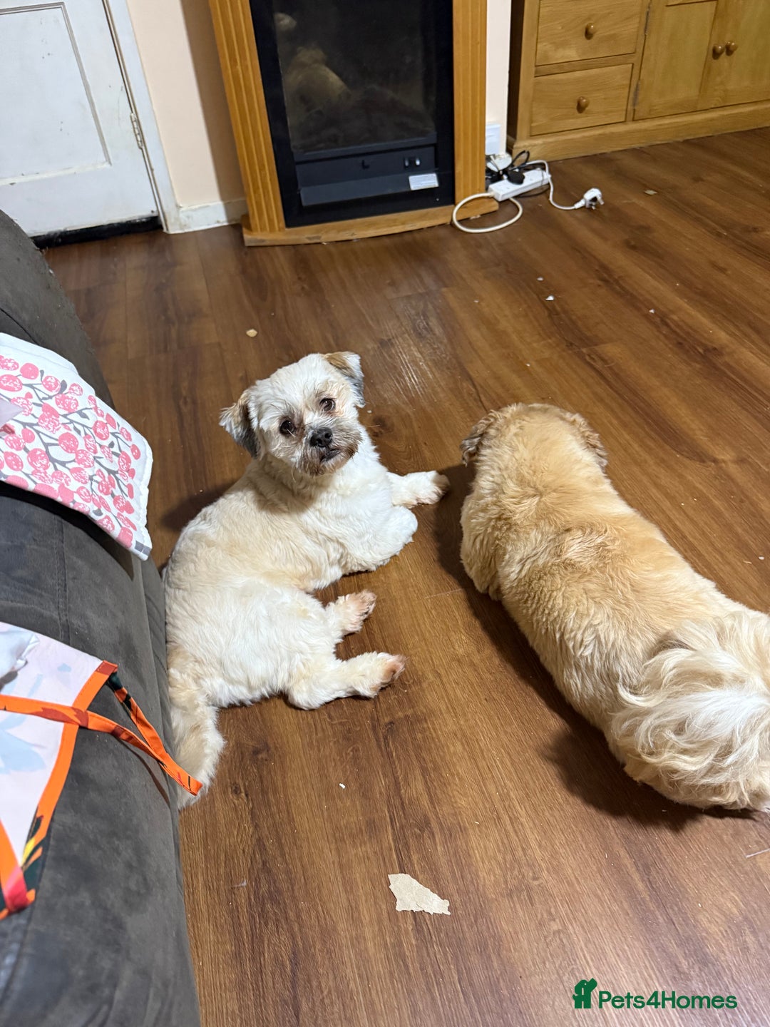 Lhasa Apso dogs for stud: KC registered experienced Champagne boy for stud in Chelmsford - Advert 15