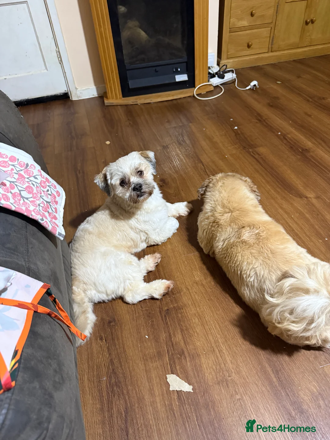 Lhasa Apso dogs for stud: KC registered experienced Champagne boy for stud in Chelmsford - Advert 15