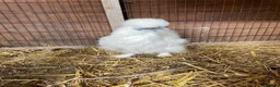 Chickens poultry for sale: Silkie chickens - Advert 1