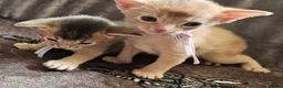 Abyssinian cats for sale: Beautiful Abyssinian Kittens  - Advert 3
