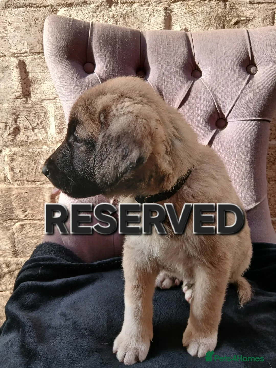 Turkish Kangal dogs for sale: TURKISH KANGAL PUPPIES - Advert 2