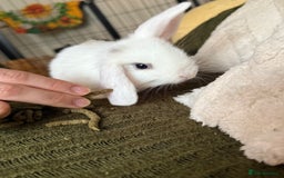 Mini Lop rabbits for sale: Pure white mini Loop female ready to leave!!  - Image 9