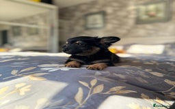 Chihuahua dogs for sale: Chihuahua x Italian volpino (4 puppies left ) 🏆 - Image 30