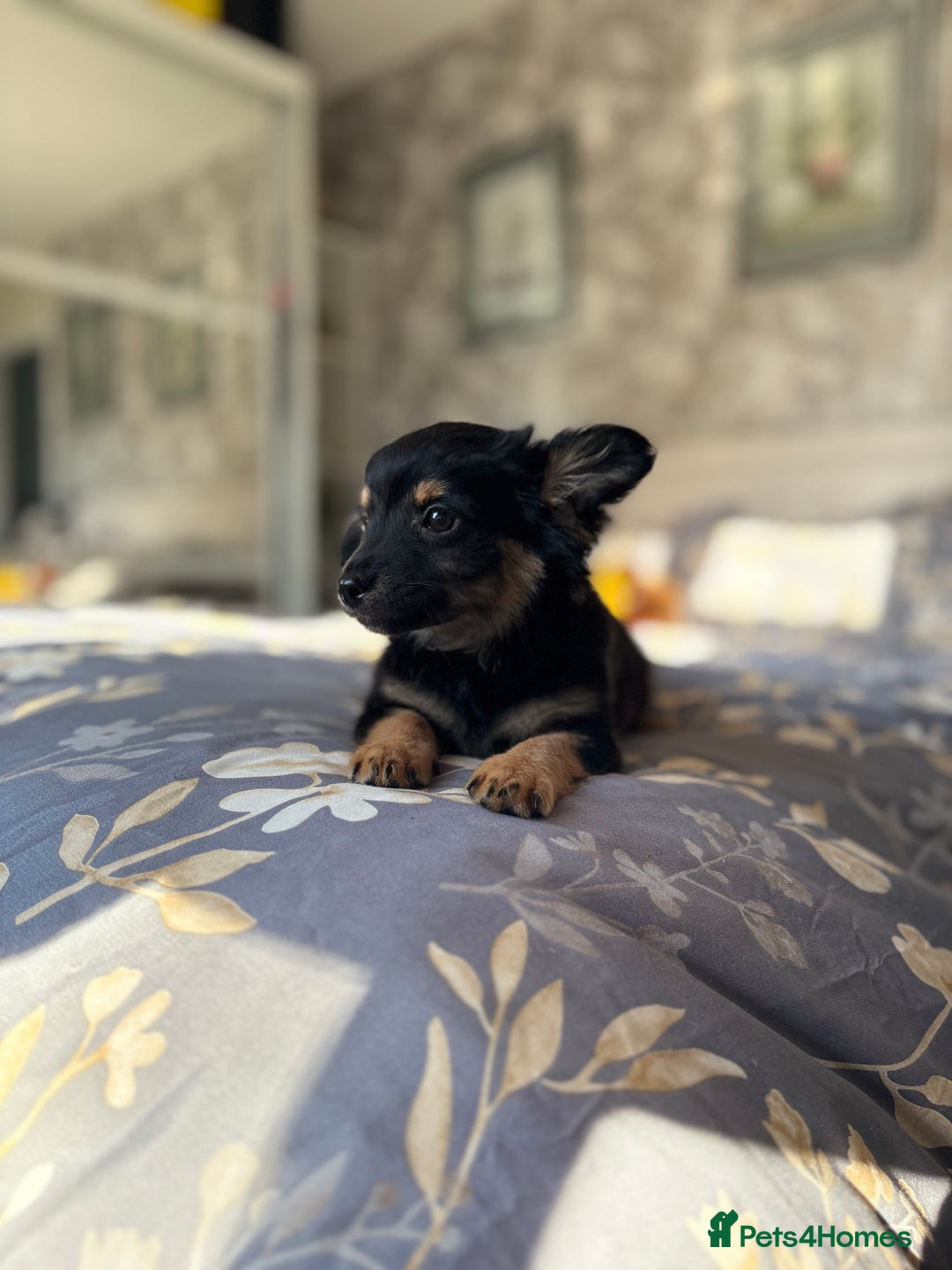 Chihuahua dogs for sale: Chihuahua x Italian volpino (4 puppies left ) 🏆 - Image 30