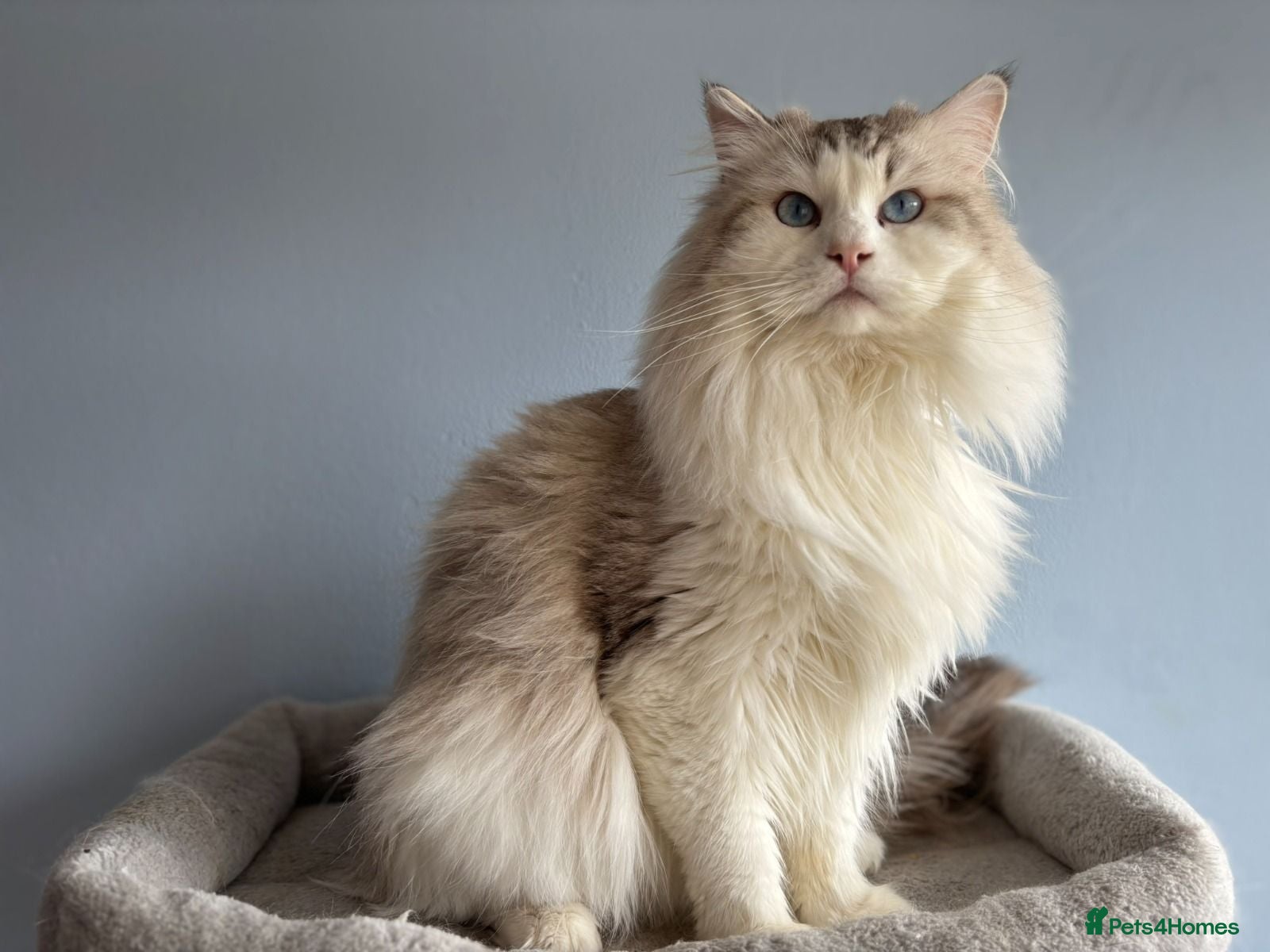 Ragdoll cats Active male ragdoll  - Advert 7