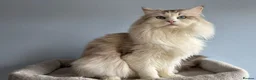 Ragdoll cats for sale: Active male ragdoll  - Advert 1