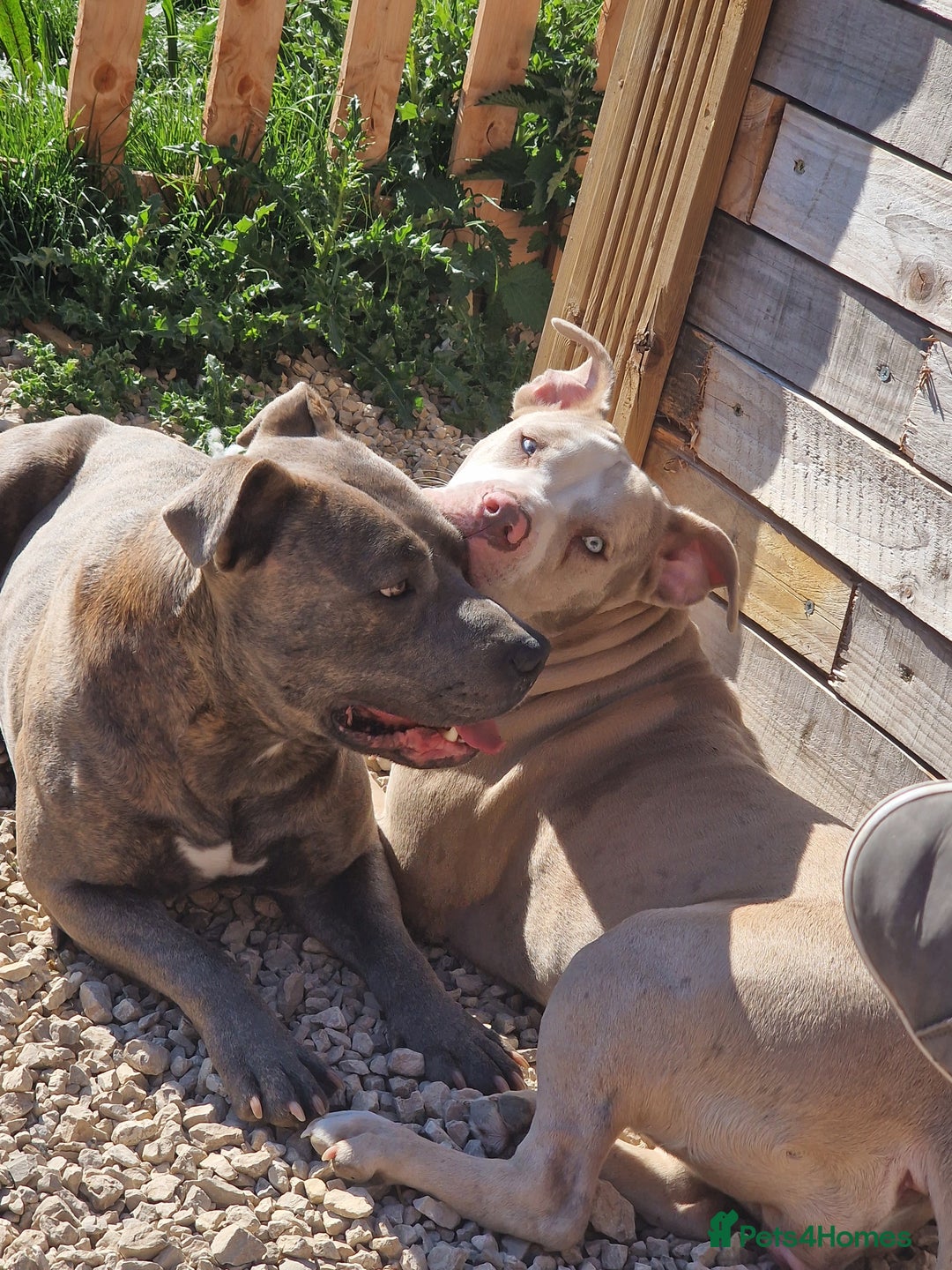 Mixed Breed dogs for sale: Staffy x American bulldog puppies - Image 6