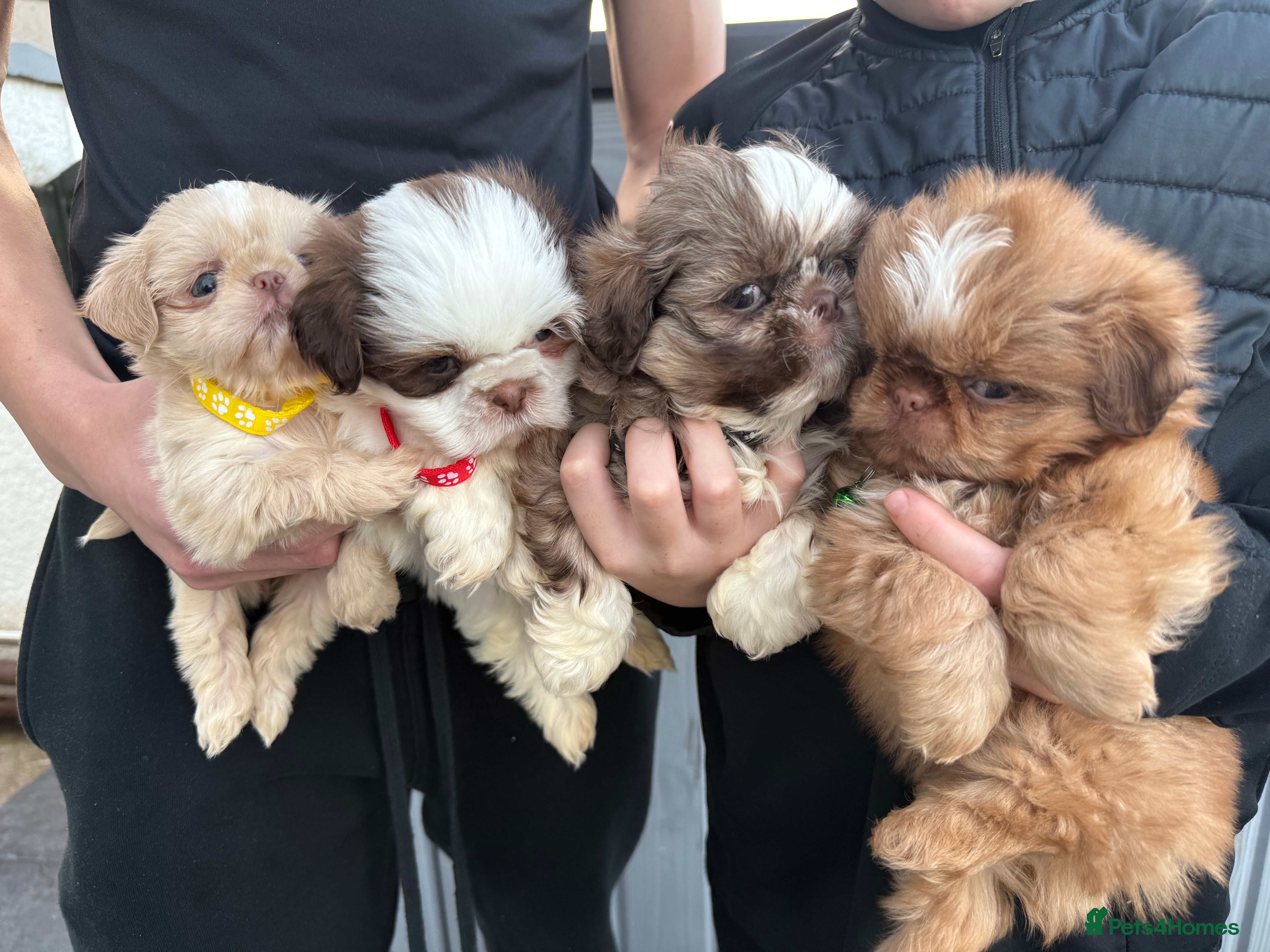 Shih Tzu dogs IMRERIAL SHIHTZU PUPPIES - Advert 3