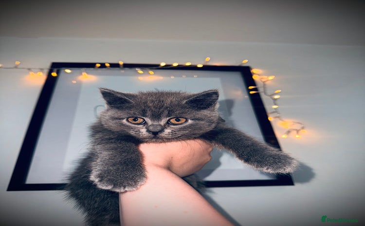 British Shorthair cats - Advert 1